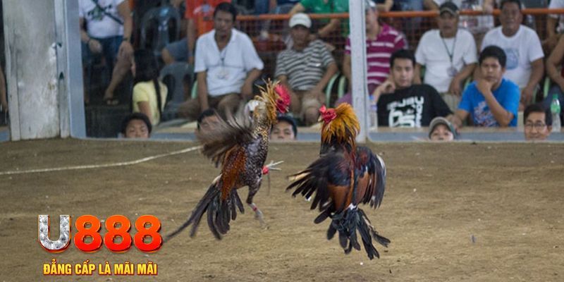 cwin333 đăng nhập mậu binh khuyến mãi