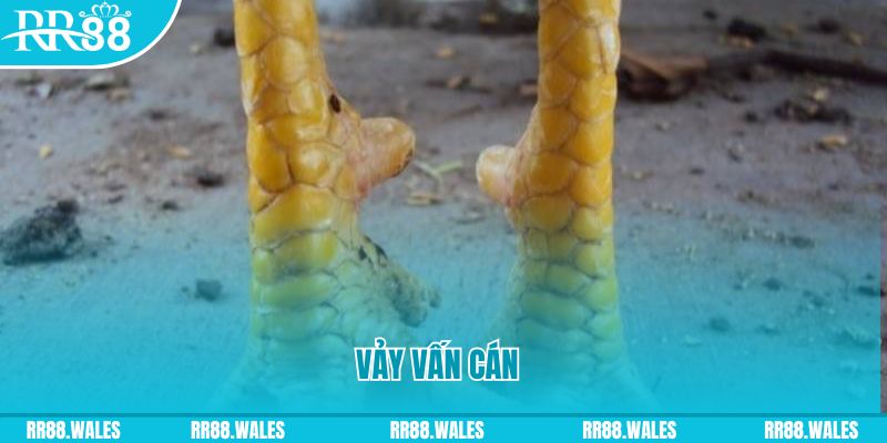 cwin333 Phi Đội Ưu Tú